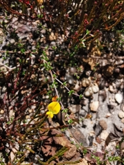 Aspalathus divaricata