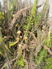 Myriopteris myriophylla