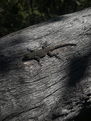 Urosaurus nigricauda