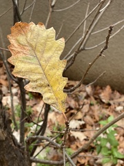 Quercus bicolor