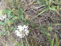 Glandularia platensis