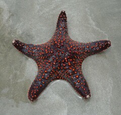 Pentaceraster cumingi