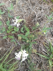 Glandularia platensis
