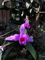 Sobralia decora