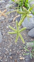 Dactyloctenium ctenoides