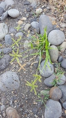 Dactyloctenium ctenoides