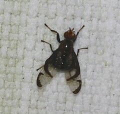 Loxoneuroides varipennis