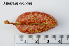 Astragalus oophorus