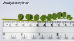 Astragalus oophorus