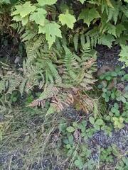 Pteridium aquilinum latiusculum