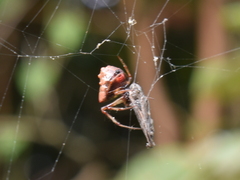 Verrucosa undecimvariolata