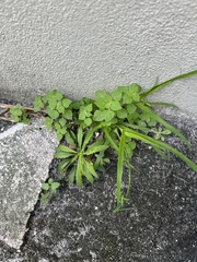 Eleusine indica