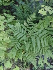 Pteridium aquilinum latiusculum