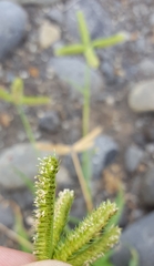 Dactyloctenium ctenoides