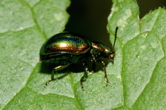 Chrysolina fastuosa