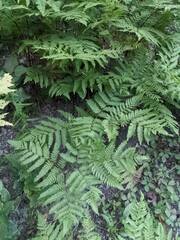 Pteridium aquilinum latiusculum