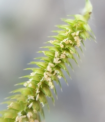 Dactyloctenium ctenoides