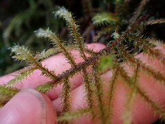 Rhytidiadelphus loreus