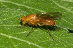 Psila fimetaria