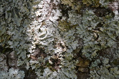 Ricasolia amplissima