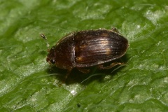 Stelidota geminata
