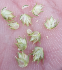 Dactyloctenium ctenoides