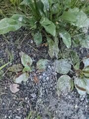 Plantago major
