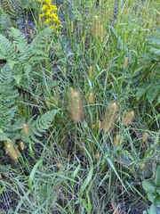 Setaria pumila