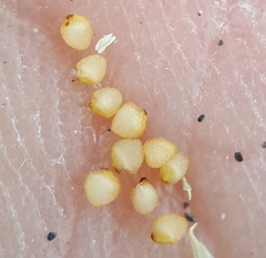 Dactyloctenium ctenoides