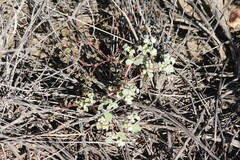 Tidestromia lanuginosa