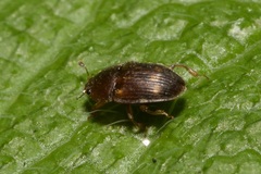 Stelidota geminata