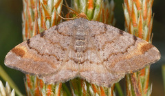 Macaria liturata