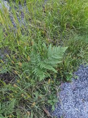 Pteridium aquilinum latiusculum