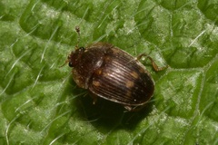 Stelidota geminata