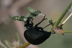 Cysteodemus wislizeni