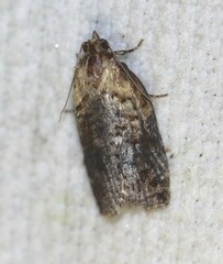 Cryptoptila australana