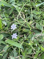 Richardia grandiflora