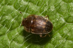 Stelidota geminata