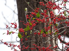 Ilex