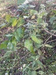 Zanthoxylum clava-herculis