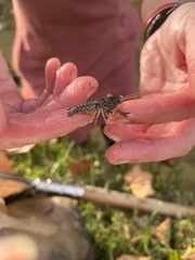 Faxonius virilis