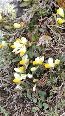 Polygaloides chamaebuxus