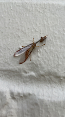 Dicromantispa interrupta