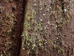 Hypnum circinale
