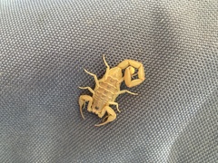 Centruroides exilicauda