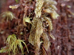 Hypnum circinale