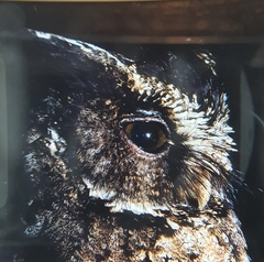 Otus fuliginosus