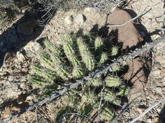 Echinocereus enneacanthus enneacanthus