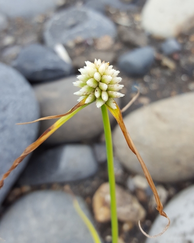 Mariscus dubius subsp. dubius image