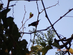 Chalcomitra senegalensis